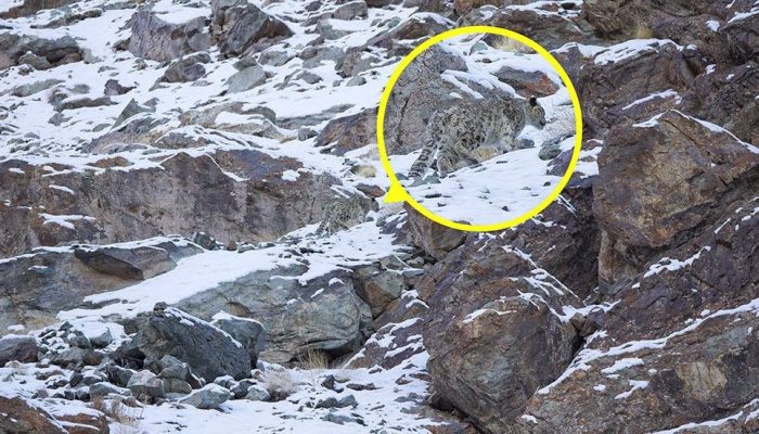 A snow leopard is seen, highlighted and magnified in yellow, camouflaged against a mountain near the Indian Himalayas - Can You Spot the Snow Leopards in These Photos;