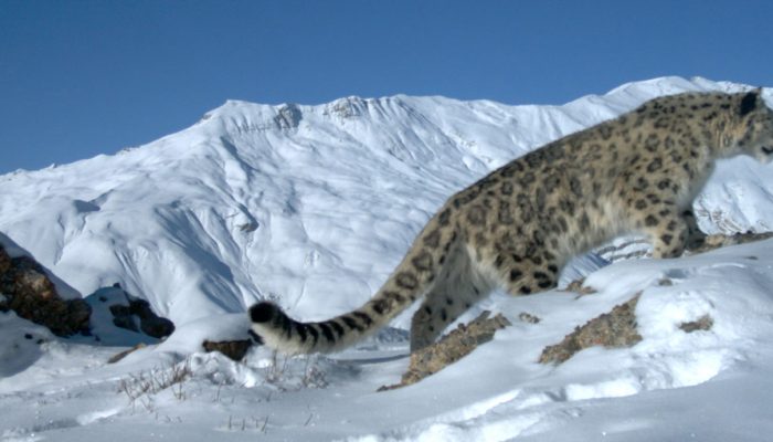 Snow_Leopard